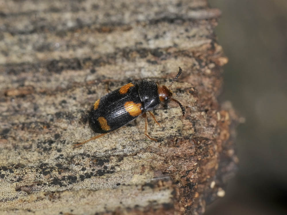 Mycetophagus quadripustulatus